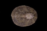 藏品(花笠螺)的圖片